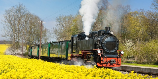 Rasender Roland auf Rügen mit Rapsfeld